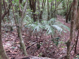 7. Ptisana fraxinea (Sm.) Murdock - Fougère tortue -  Marattiaceae - indigène Réunion  IMG_2603.JPG