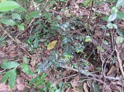 8. Juvénile cerise marron - Memecylacée - E  IMG_2604.JPG