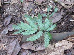 9. ??? Pteris....  IMG_2605.JPG
