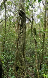 Apparition en forêt .P1026521