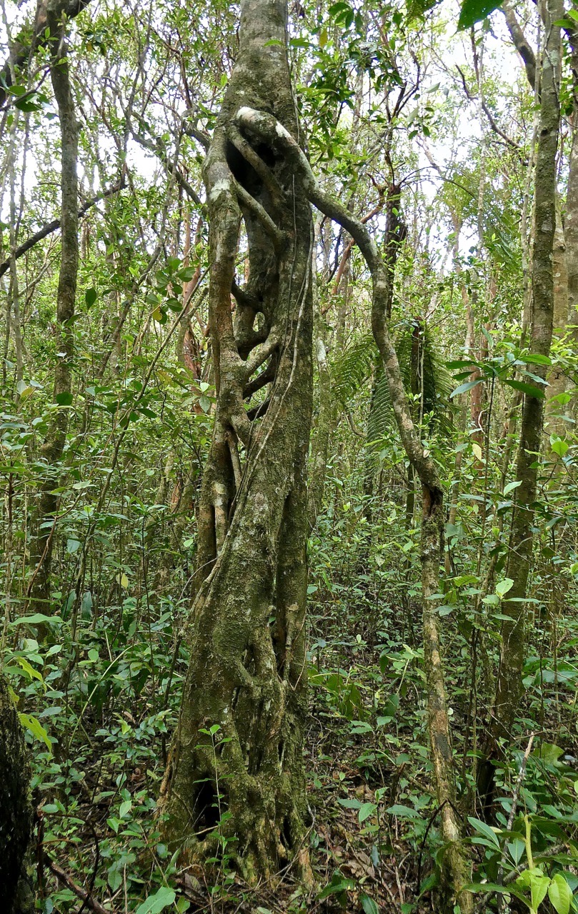 Apparition en forêt .P1026521