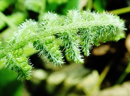 Blotiella pubescens (1)