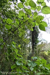 Boehmeria macrophylla. bois de source noir. moyen l'ortie.urticaceae.P1026508