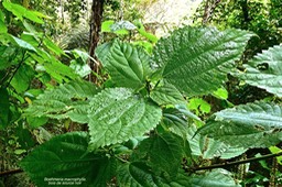 Boehmeria macrophylla.bois de source noir.moyen l'ortie. urticaceae.P1026511