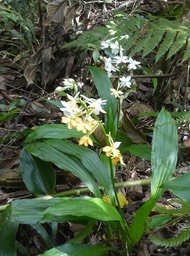 Calanthe sylvatica - EPIDENDROIDEAE - Indigène Réunion