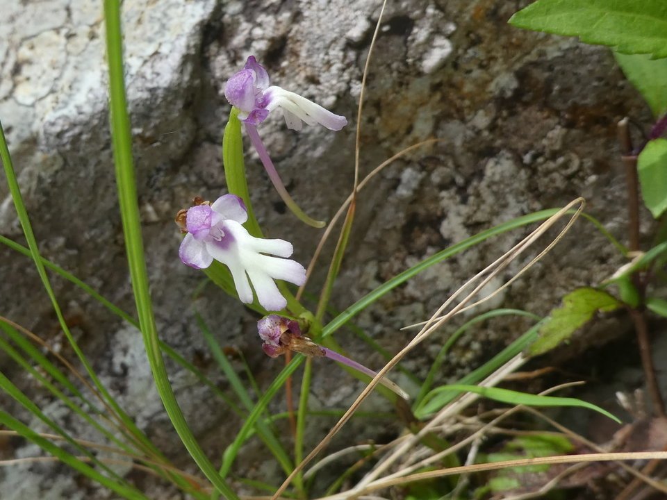 Cynorkis fastigiata - ORCHIDOIDEAE - Indigène Réunion 