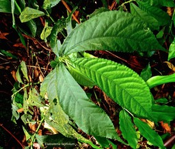 Elatostema fagifolium.urticaceae. indigène Réunion. P1026578