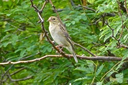 Foudia madagascariensis. femelle. famille des Plocidae.P1025815
