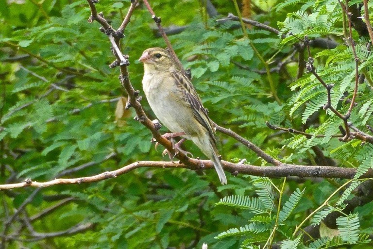 Foudia madagascariensis. femelle. famille des Plocidae.P1025815