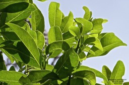 Homalium paniculatum .corce blanc.bois de bassin . salicaceae.endémique Réunion Maurice.P1026595