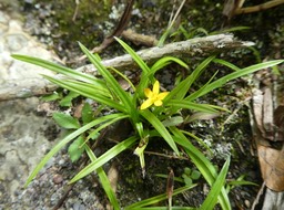 Hypoxis angustifolia - HYPOXIDACEAE - Indigène Réunion - P1030814