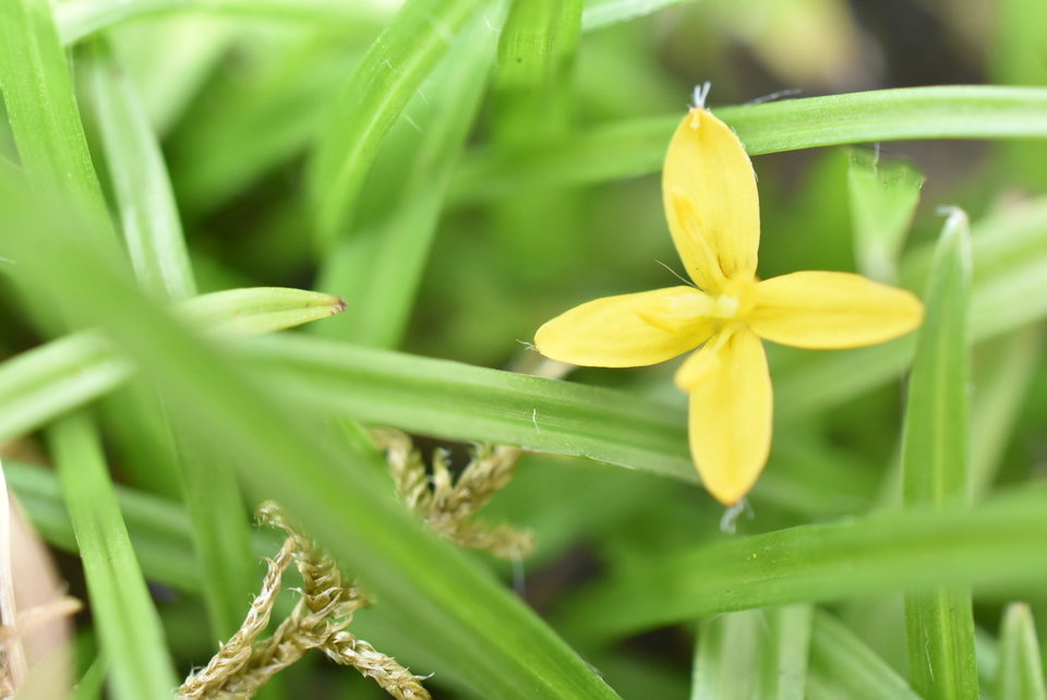 Hypoxis angustifolia - HYPOXIDACEAE - Indigène Réunion - MB2_5949