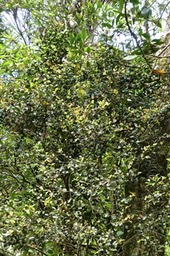 Memecylon confusum .melastomataceae.endémique Réunion.P1026512