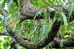 Oberonia disticha.orchidaceae. indigène Réunion.P1026502