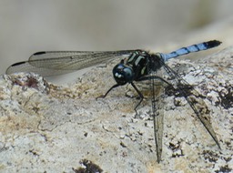 Orthetrum stemmale (9)