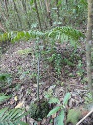 Ptisana fraxinea - Fougère tortue - MARATTIACEAE - Indigène Réunion