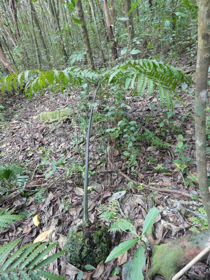 Ptisana fraxinea - Fougère tortue - MARATTIACEAE - Indigène Réunion