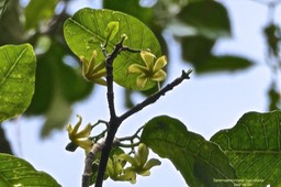 Tabernaemontana mauritiana. bois de lait.apocyn aceae.endémique Réunion Maurice . P1026538