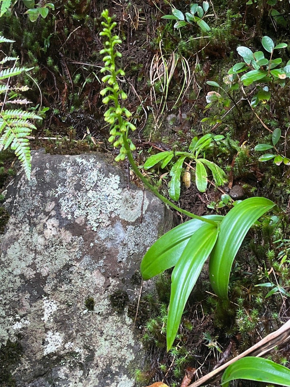 5. Benthamia latifolia - &Oslash; - Orchidaceae -endémique La Réunion et île Maurice..jpeg