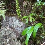 5. Benthamia latifolia - &Oslash; - Orchidaceae -endémique La Réunion et île Maurice..jpeg