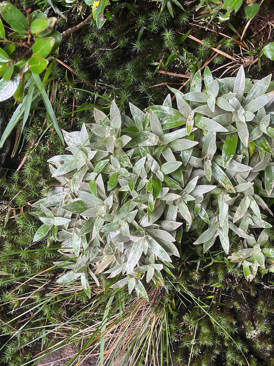 6. Helichrysum arnicoides - Petit velours blanc - ASTERACEE Endémique.jpeg