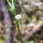 9. Cynorkis coccinelloides Orchidaceae Indigène La Réunion.jpeg