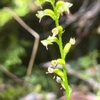 10.Cynorkis falcata Orchidaceae Endémique La Réunion.jpeg