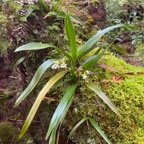 13. Angraecum striatum Orchidaceae Endémique La Réunion.jpeg