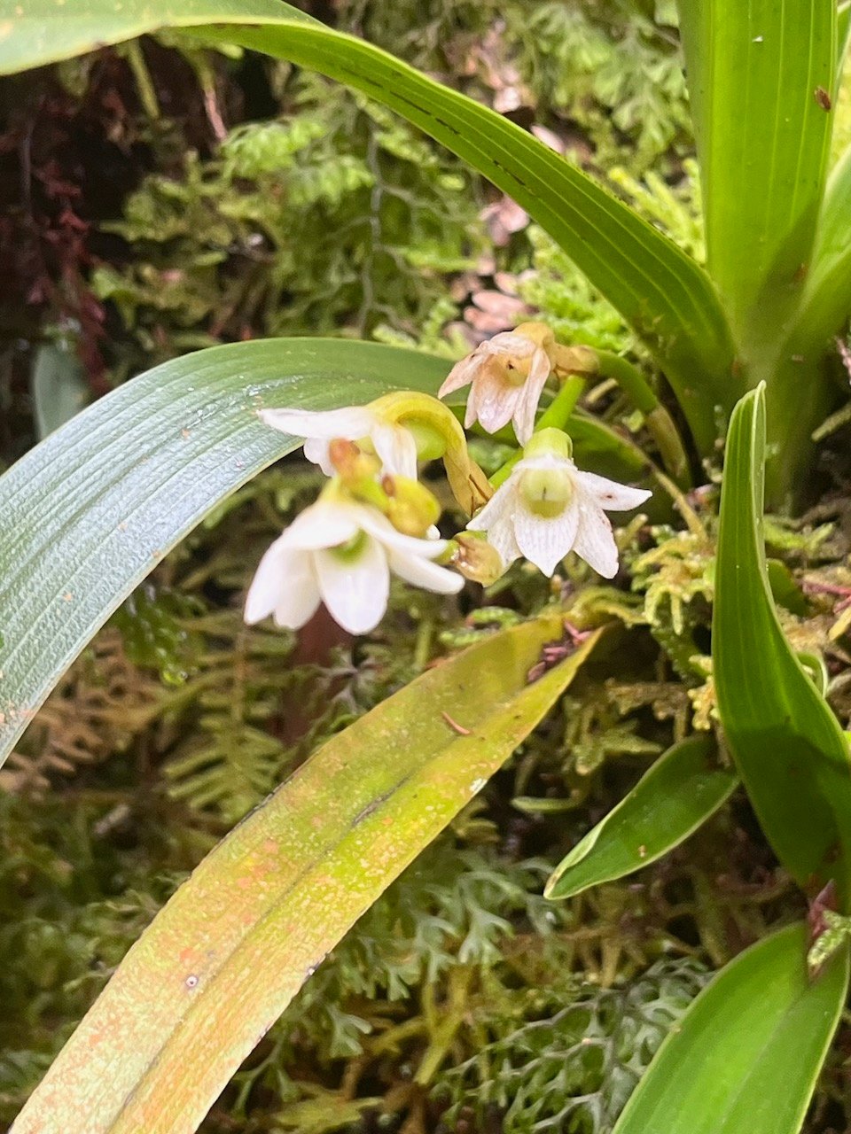 14. Angraecum striatum Orchidaceae Endémique La Réunion.jpeg