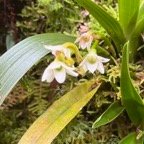 14. Angraecum striatum Orchidaceae Endémique La Réunion.jpeg