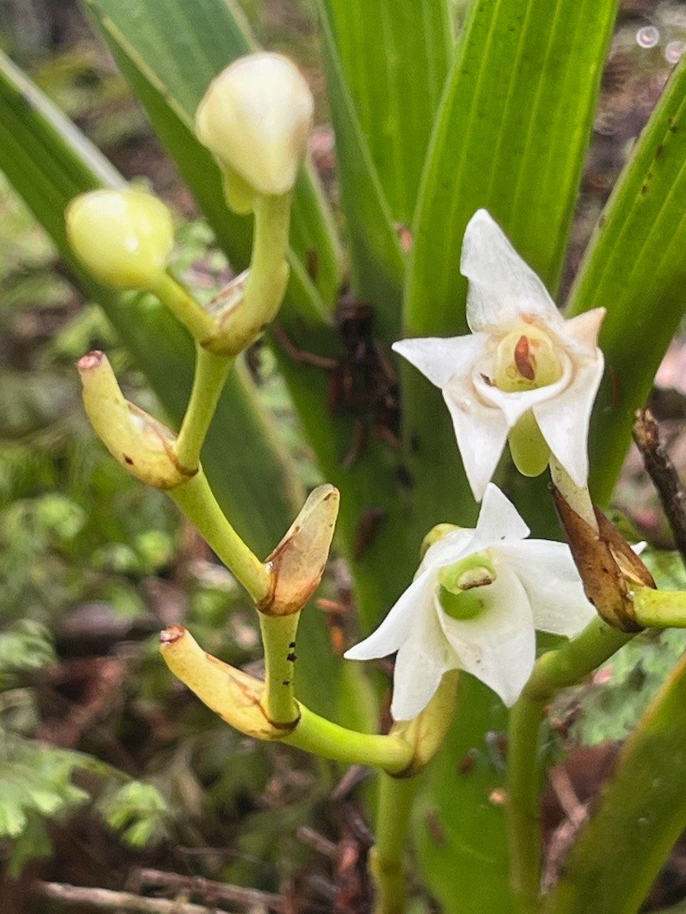 15. Angraecum striatum Orchidaceae Endémique La Réunion.jpeg