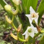 15. Angraecum striatum Orchidaceae Endémique La Réunion.jpeg