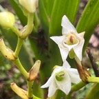 16. Angraecum striatum Orchidaceae Endémique La Réunion.jpeg