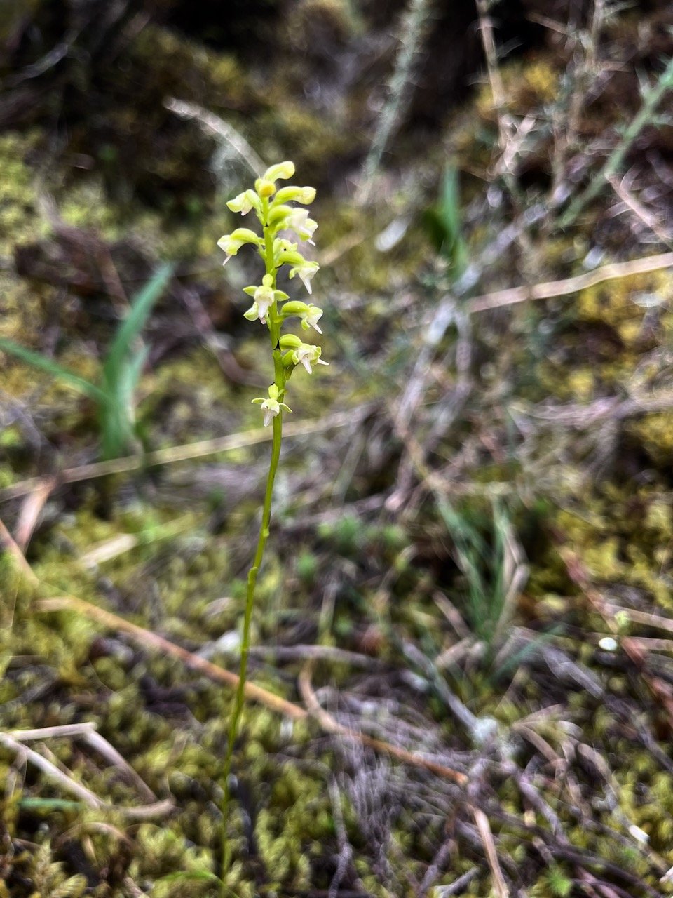 18. Cynorkis falcata Orchidaceae Endémique La Réunion.jpeg