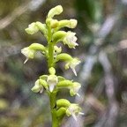 19. Cynorkis falcata Orchidaceae Endémique La Réunion.jpeg