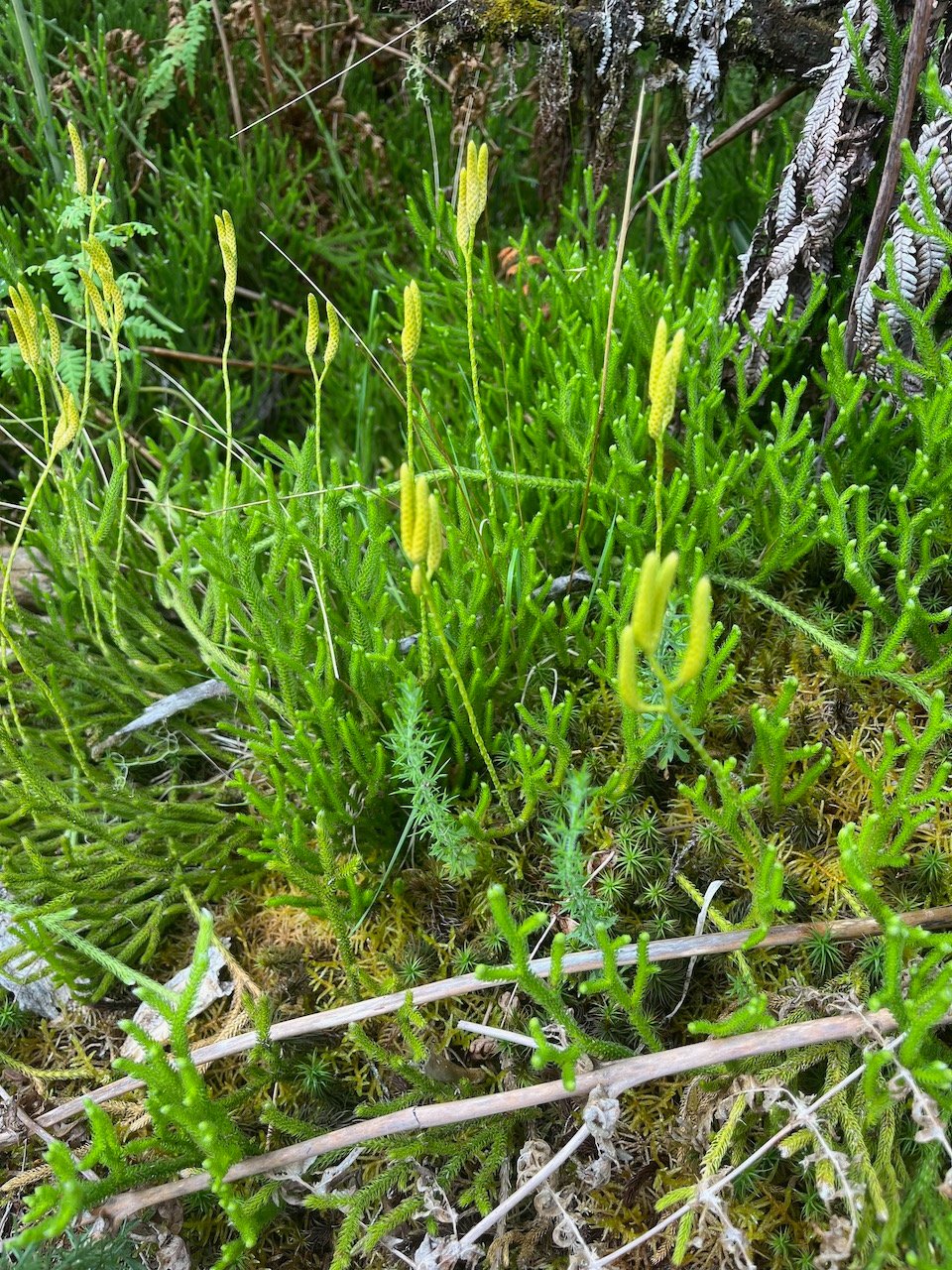 20. Lycopodium clavatum -   - Lycopode en massue - Lycopodiaceae.jpeg