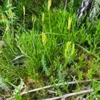 20. Lycopodium clavatum -   - Lycopode en massue - Lycopodiaceae.jpeg