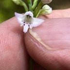 24. Cynorkis coccinelloides - - Orchidaceae - Indigène Réunion.jpeg