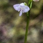 25. Cynorkis coccinelloides - - Orchidaceae - Indigène Réunion.jpeg