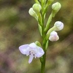 26. Cynorkis coccinelloides - - Orchidaceae - Indigène Réunion.jpeg