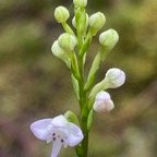 27. Cynorkis coccinelloides - - Orchidaceae - Indigène Réunion.jpeg