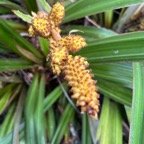 29. Astelia hemichrysa (Lam.) Kunth - Nom à La Réunion - Ananas marron - Endémique La Réunion et Maurice.jpeg
