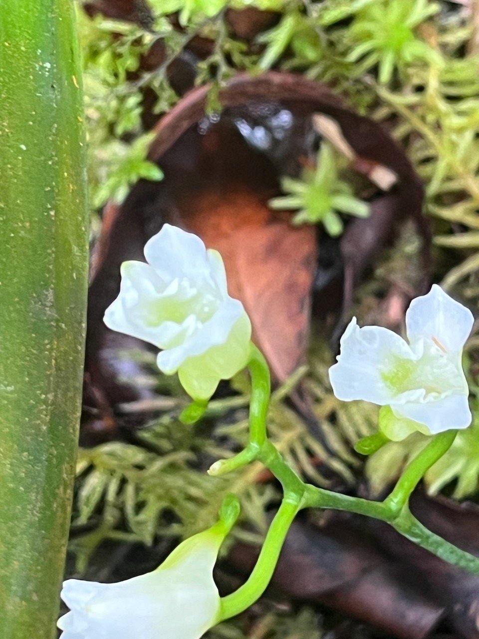 38. Beclardia macrostachya - Orchidée Muguet -  ORCHIDACEAE -indigène Réunion.jpeg