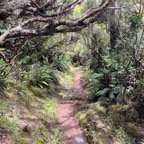 41. Le sentier dans la forêt primaire.jpeg