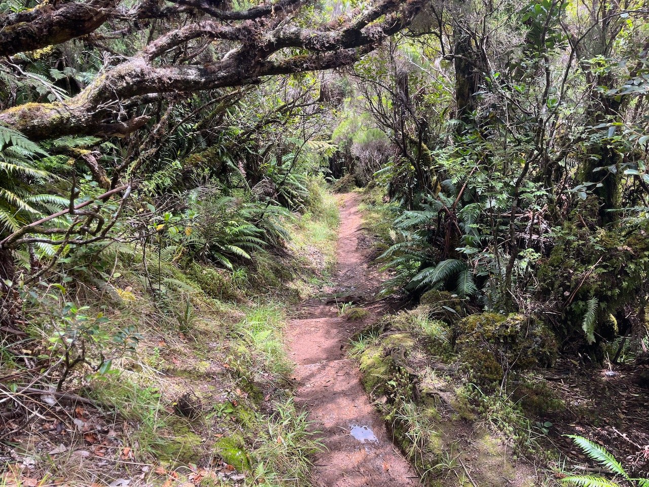 42. Le sentier dans la forêt primaire.jpeg