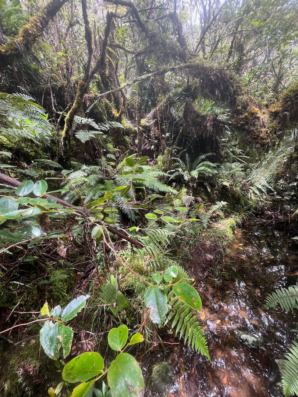 44. Dans la forêt.jpeg