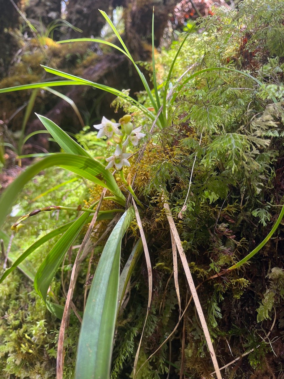 45. Angraecum striatum - &Oslash; - Orchidaceae.jpeg