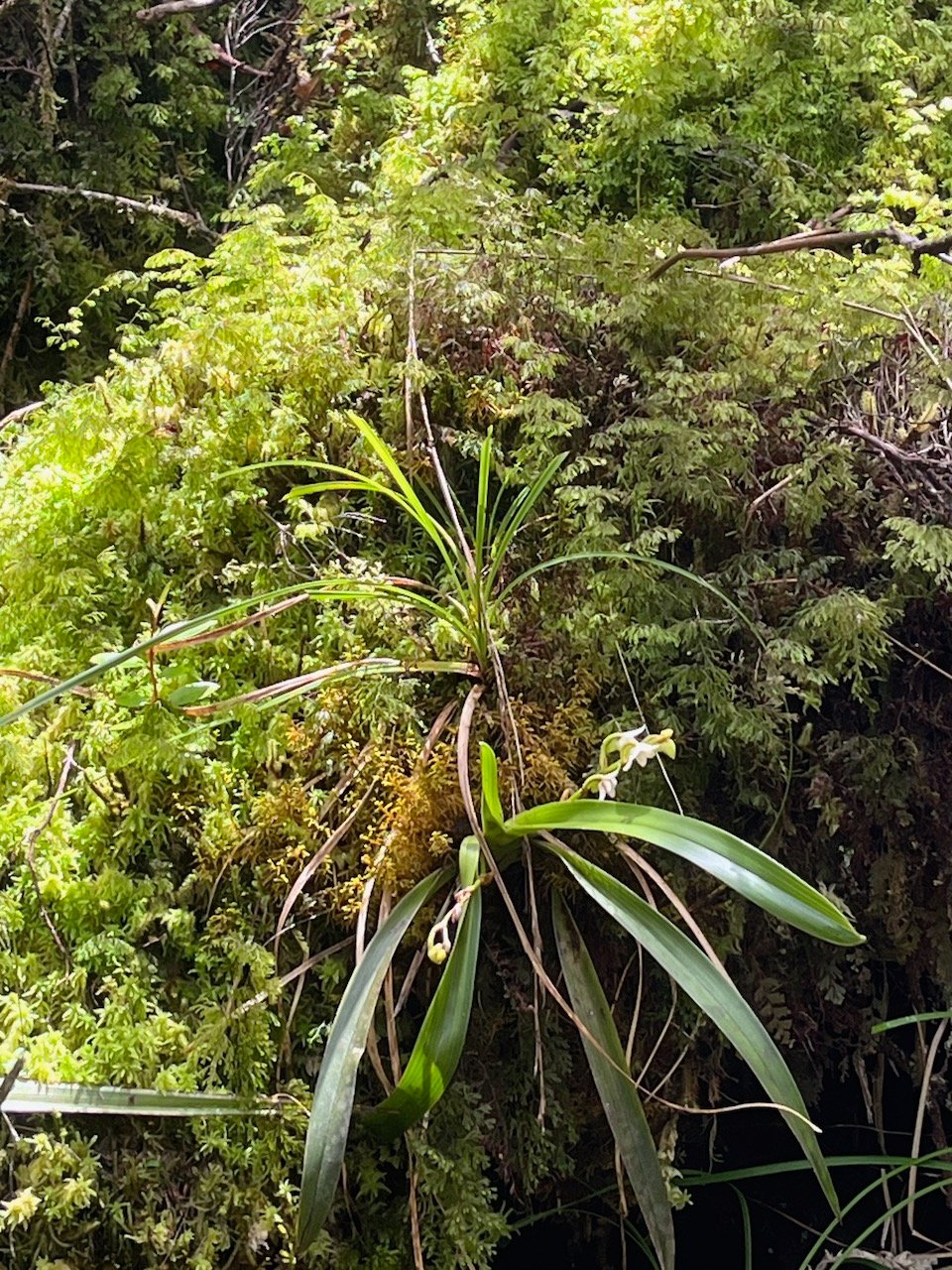 46. Angraecum striatum - &Oslash; - Orchidaceae.jpeg