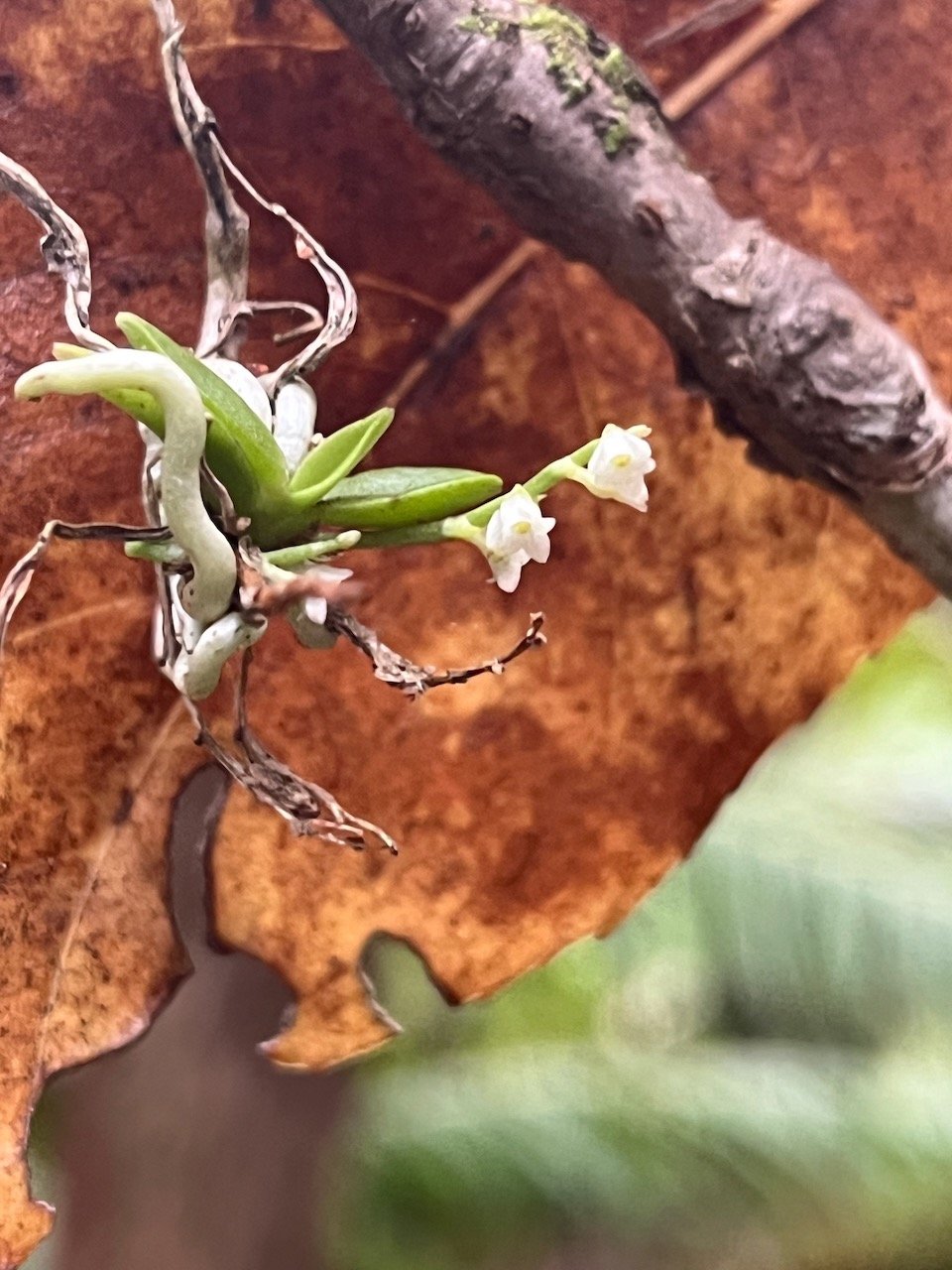 55. Angraecum tenellum (Ridl.) Schltr. - -  - Orchidacea-Madag., Mascar..jpeg