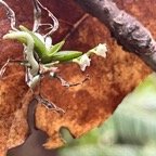 55. Angraecum tenellum (Ridl.) Schltr. - -  - Orchidacea-Madag., Mascar..jpeg